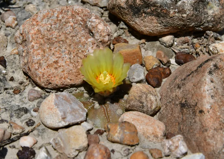 Astrophytum asterias