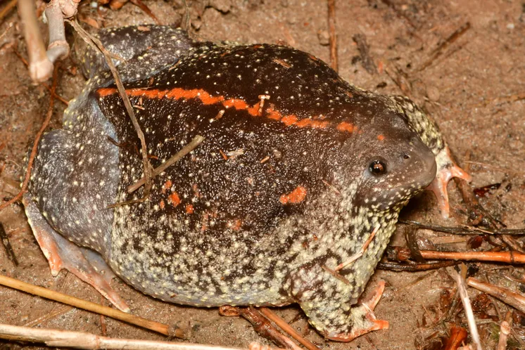 A frog