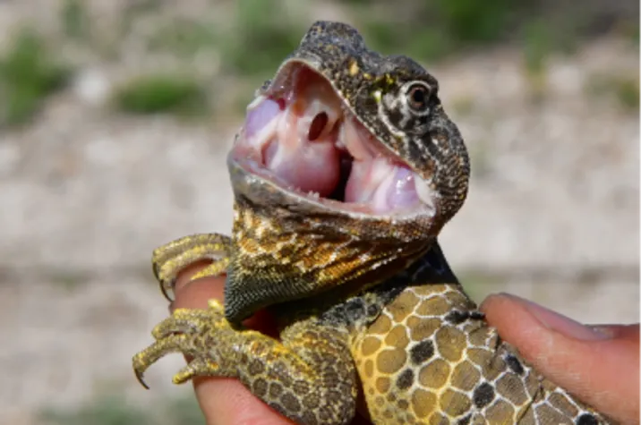 Crotaphytus reticulatus