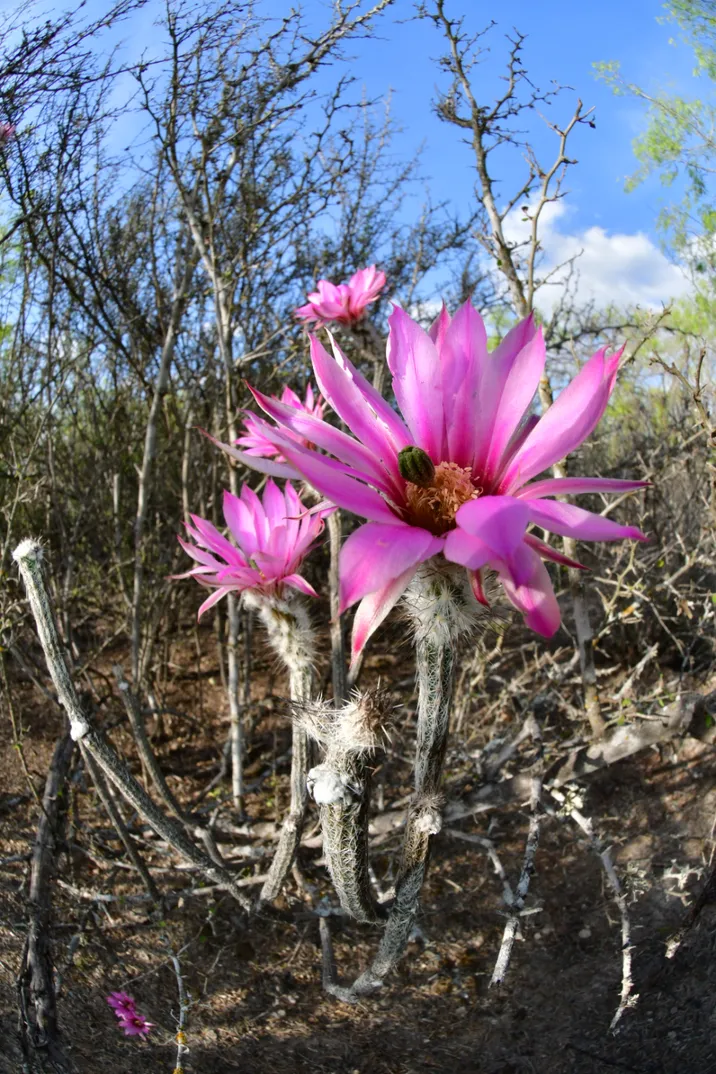 Echinocereus poselgeri