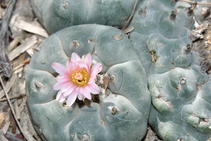 Lophophora williamsii