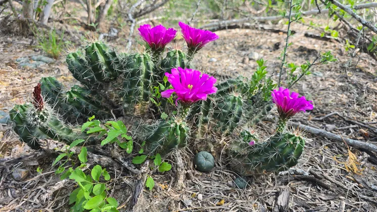 Echinocereus enneacanthus