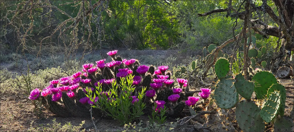 A cactus with purple flowers
