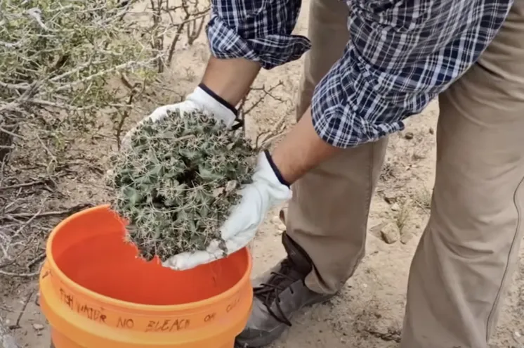 A man collects cactus in a bucket